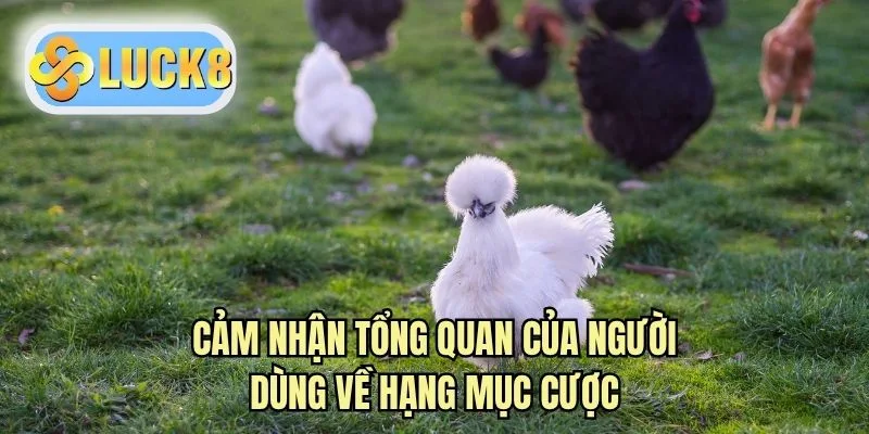 Cảm nhận tổng quan của người dùng về hạng mục cược